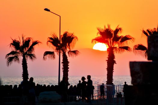 Silhouettes of tropical palm trees at sunset