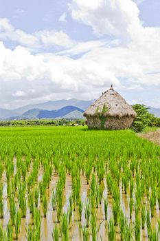 Rice field, the main agriculture of Thailand