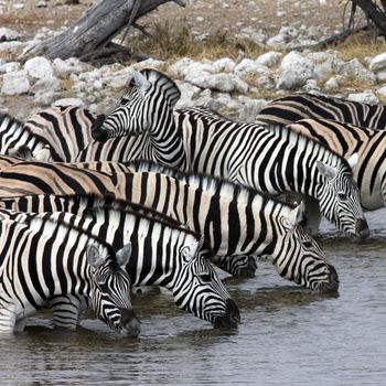 Zebra (equus quagga) drinking at a waterhole in Etosha National Park in Namibia.