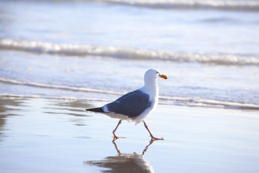 Seagull walking along ocean shore