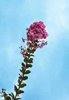 flowers  in thai with leaves, isolated on blue sky