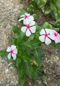 Wildflowers that bloom in the spring