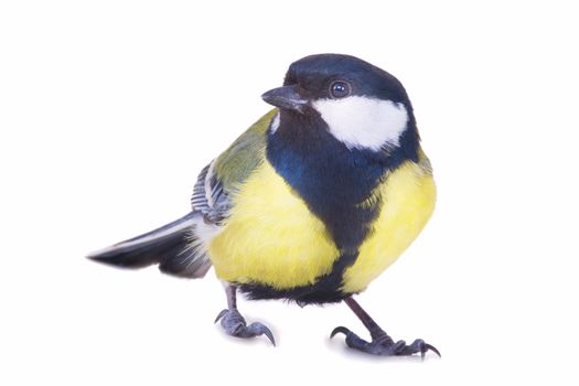 titmouse bird isolated on white