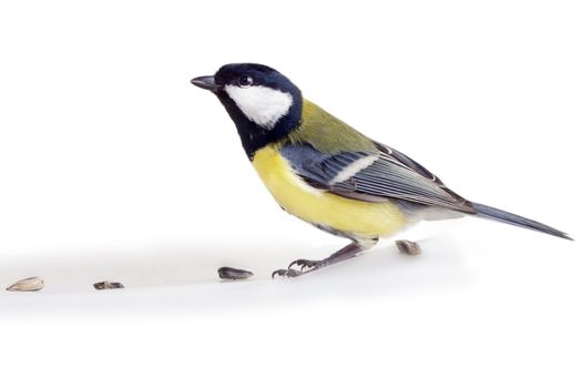 titmouse on a white background