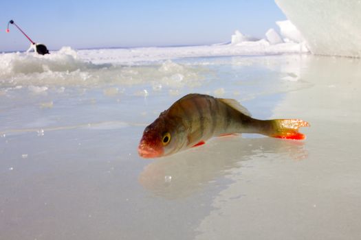 catching of a perch on lakes in the middle of the winter