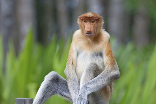 Proboscis monkey in the mangrove in Labuk Bay, Borneo