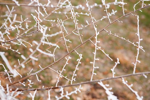 background of frozen leaves on the branches under the frost