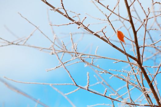 frozen branches under the frost and sky