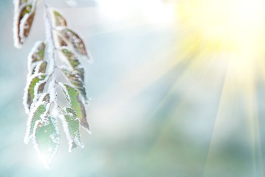 background of frozen leaves on the branch under the frost and sun