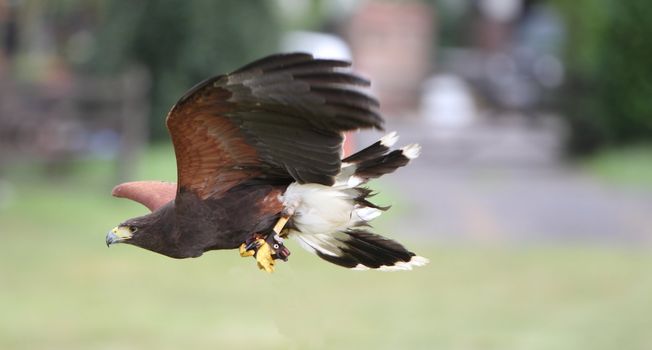 Bay winged hawk or Harris's Hawk