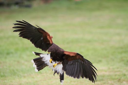 Bay winged hawk or Harris's Hawk