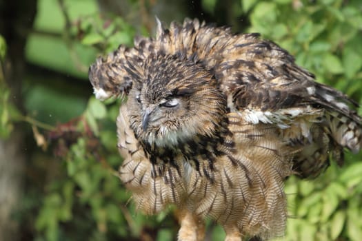 Eurasian Eagle Owl