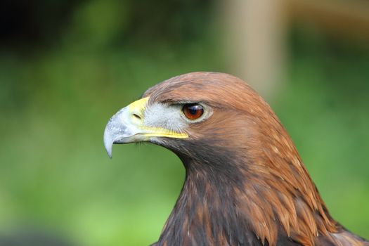 Golden Eagle