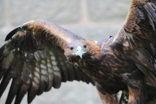 Golden eagle with open wings