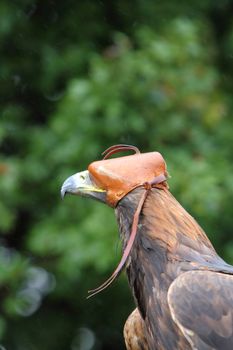 Golden eagle headshot