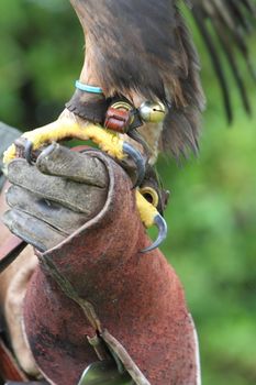 Golden eagle talons and falconers glove