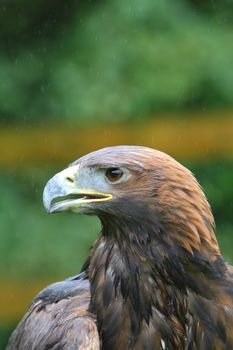 Golden eagle headshot