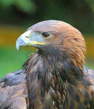 Golden eagle headshot