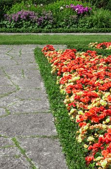 Begonias growing along the stone path in a summer garden.