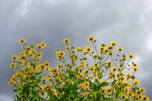 Yellow daisies on a dark cloudy sky background.