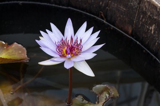 Purple lotus in dark water, growing in a wooden barrel.