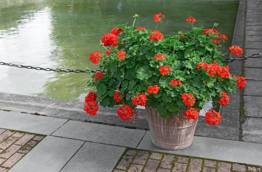 Blooming red geraniums decorating a city park.