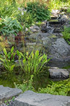 Detail of a summer garden decorated with stones and aquatic plants.
