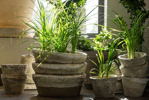 Green plants in old clay pots, near the window.