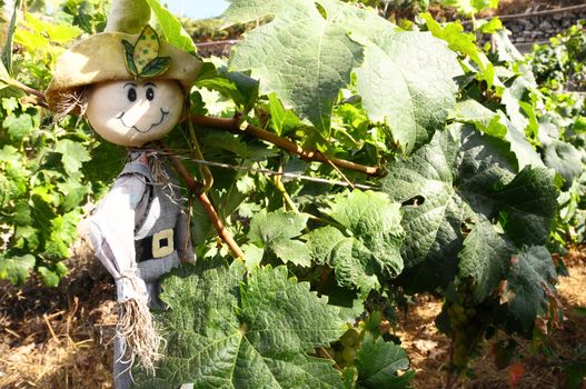One Small Funny Scarecrow on a Green Vineyard