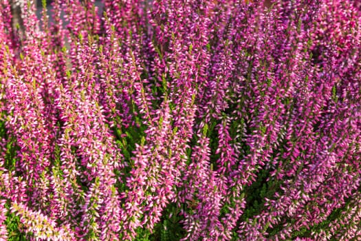 Closeup of blooming pink heather in sunlight.