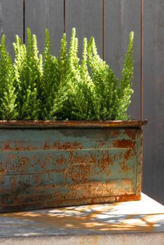 Green plants in sunlight, growing in a rusty metal container.