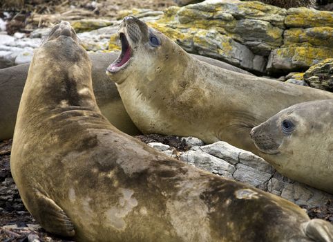 Elephant Seal (Mirounga angustirostris) on Carcass Island in the Falkland Islands