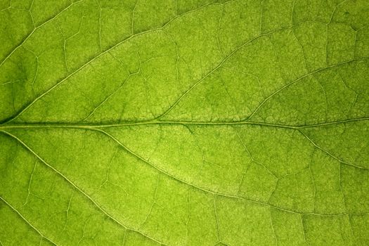 Macro shot of a leaf texture