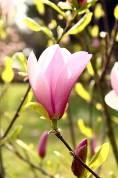 Pink Flower with shiny sun on beautiful garden