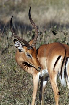 Young male Impala (Aepyceros melampus melampus) showing the Flehman Responce - curling of the top lip and showing teeth after tasting the urine of a female to see if she is ready to mate. Chobe National Park in Botswana in southern Africa.