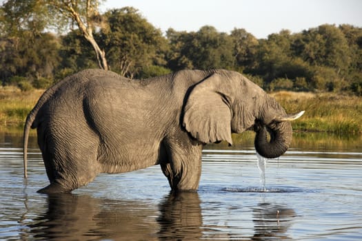 African Elephant (Loxodonta africana) in a waterhole in the Savuti area of Botswana