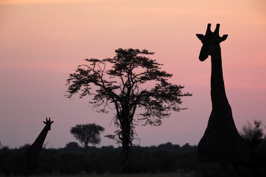 Giraffe (Giraffa camelopardlis) at dusk in the Savuti area of Botswana