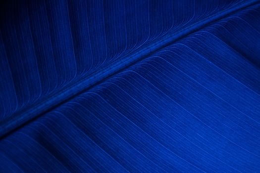 texture or background Blue line banana leaf