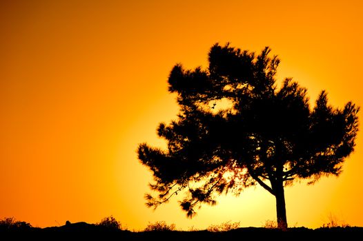 Single tree silhouette against sunrise