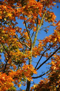 Fall yellow red maple forest with blue sky in Fulda, Hessen, Germany