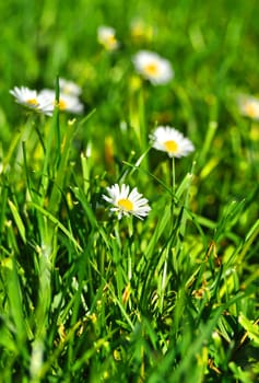 White and yellow daisies in the park in Fulda, Hessen, Germany