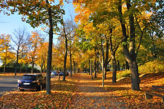 Alley with yellow maples in Fulda, Hessen, Germany