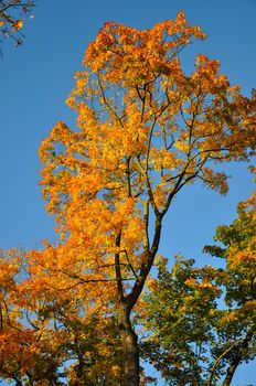 Fall yellow red maple forest with blue sky in Fulda, Hessen, Germany