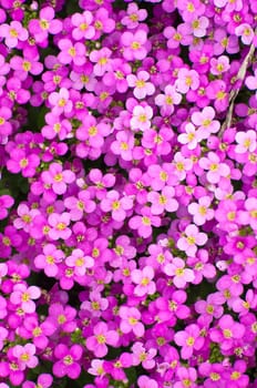 Spring violete flowers in Fulda, Hessen, Germany