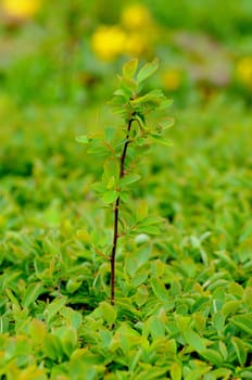 Young branch with leaves of a bush in Fulda, Hessen, Germany