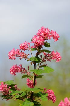 Tree branch with small pink flowers in Fulda, Hessen, Germany
