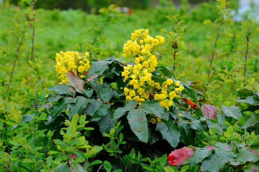 Spring yellow flowers in Fulda, Hessen, Germany