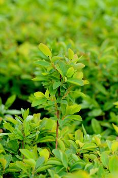 Young branch with leaves of a bush in Fulda, Hessen, Germany