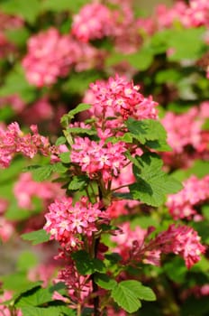 Tree branch with small pink flowers in Fulda, Hessen, Germany