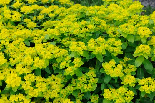 Yellow-green flowers in Fulda, Hessen, Germany